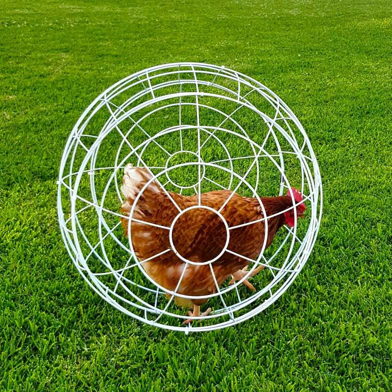 Esfera Para Gallinas - imagen 1