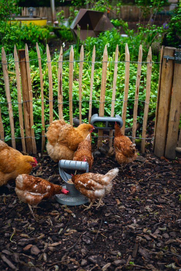 Comedero / Distribuidor Snacks Para Gallinas 100 % Reciclado - imagen 22