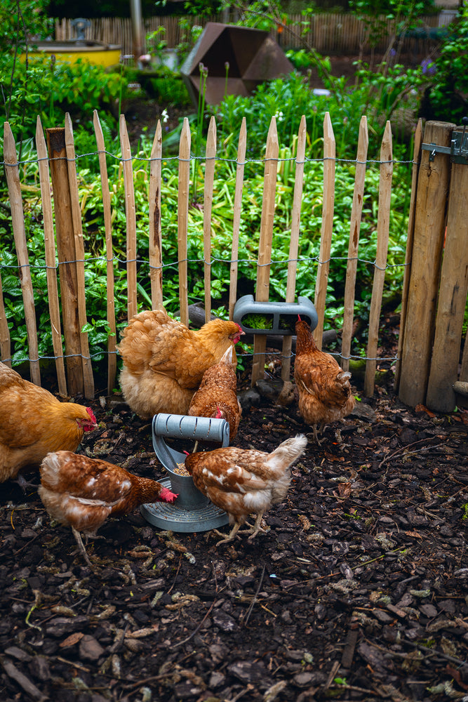 Comedero / Distribuidor Snacks Para Gallinas 100 % Reciclado - imagen 11