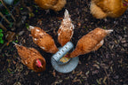 Comedero / Distribuidor Snacks Para Gallinas 100 % Reciclado - imagen 10