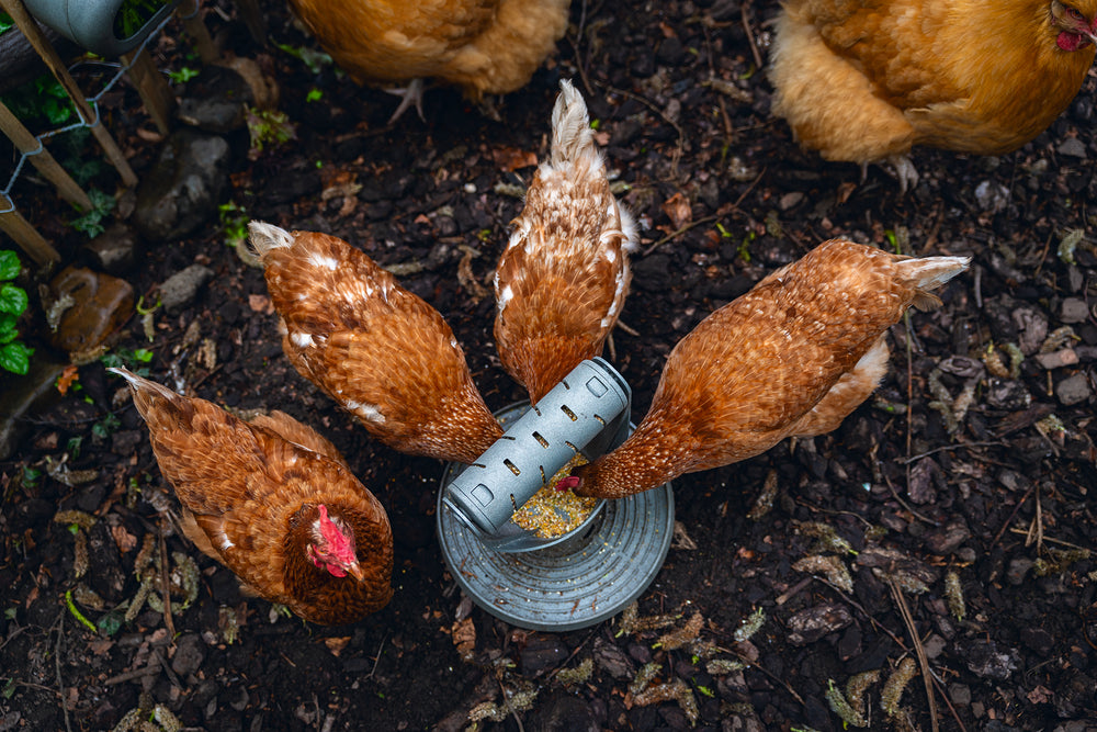 Comedero / Distribuidor Snacks Para Gallinas 100 % Reciclado - imagen 10