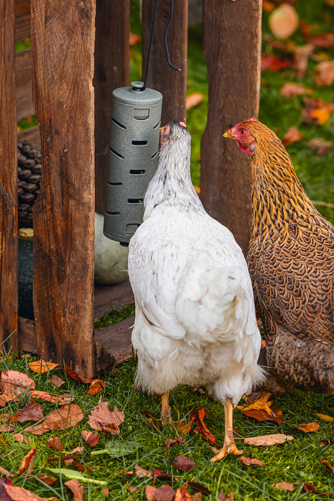 Distribuidor Snacks Para Gallinas 100 % Reciclado - imagen 7