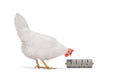 Distribuidor Snacks Para Gallinas 100 % Reciclado - imagen 1