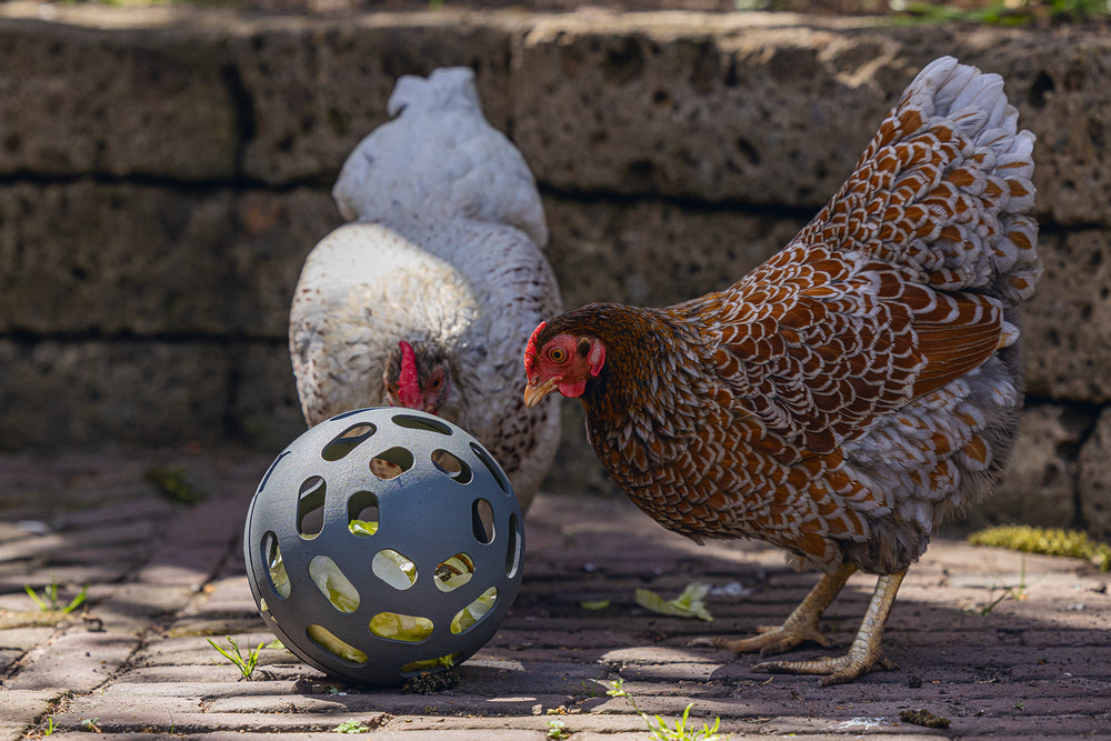 Pelota Snacks Gallinas 100 % Reciclado - imagen 4