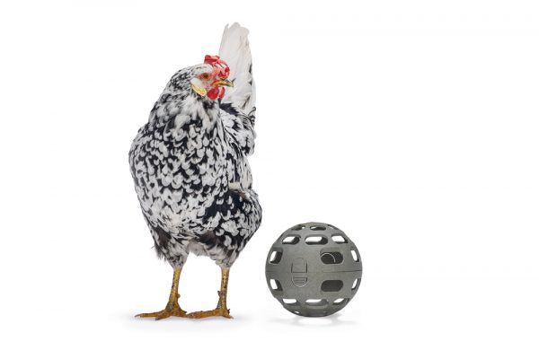 Pelota Snacks Gallinas 100 % Reciclado - imagen 12