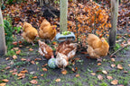 Pelota Snacks Gallinas 100 % Reciclado - imagen 21