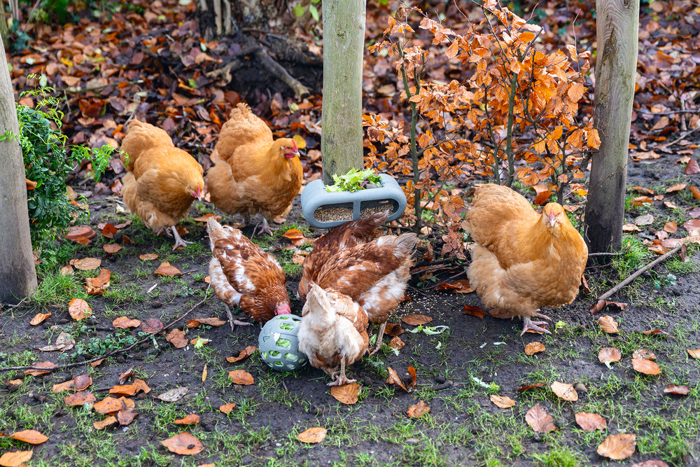 Pelota Snacks Gallinas 100 % Reciclado - imagen 10