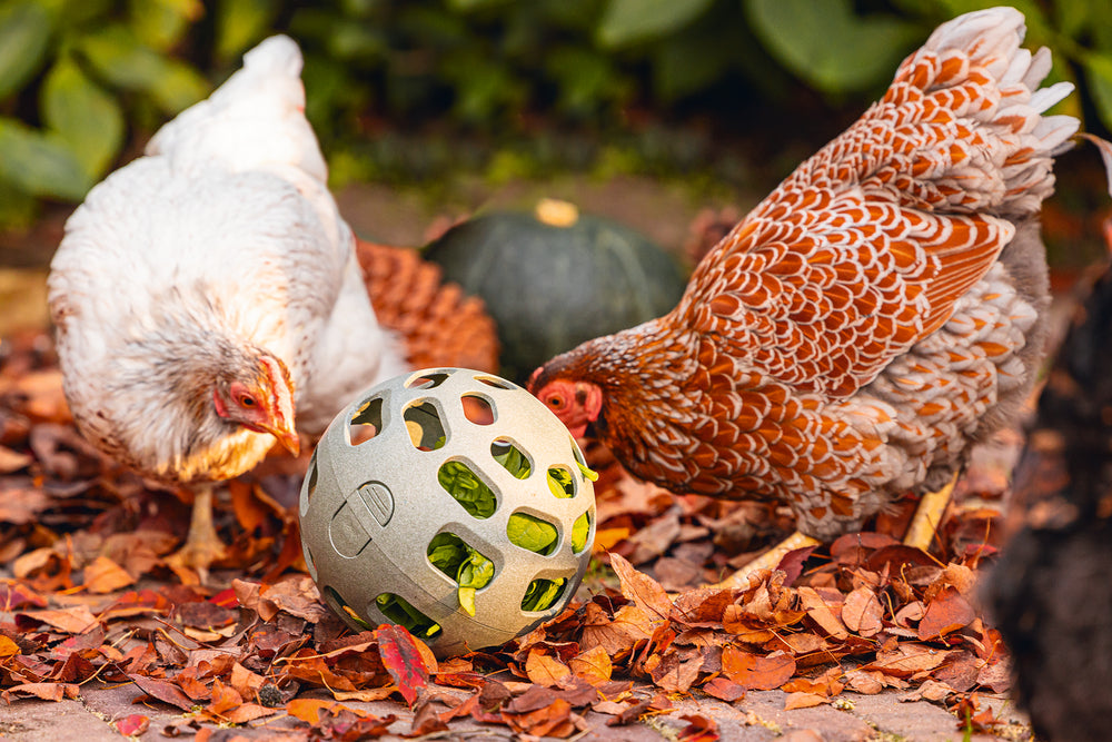 Pelota Snacks Gallinas 100 % Reciclado - imagen 5