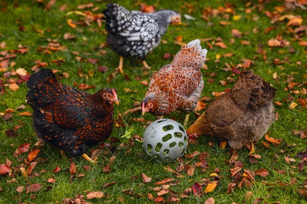 Pelota Snacks Gallinas 100 % Reciclado - imagen 17