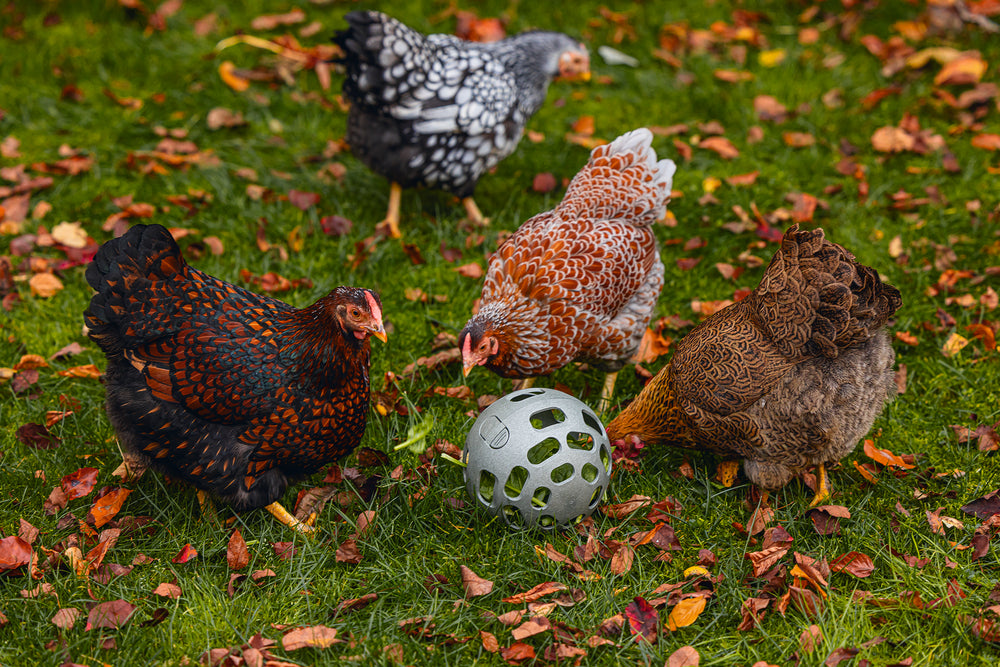 Pelota Snacks Gallinas 100 % Reciclado - imagen 6