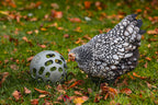 Pelota Snacks Gallinas 100 % Reciclado - imagen 7